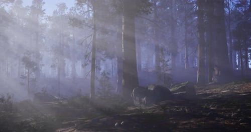 Mysterious Forest with Sunlight Filtering Through the Trees at Dawn