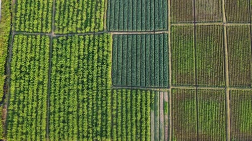 Aerial view of fields and agricultural parcels. Agricultural landscape