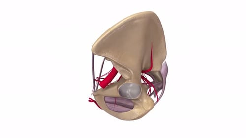 3D Human Pelvis Anatomy with Blood Vessels Rotation