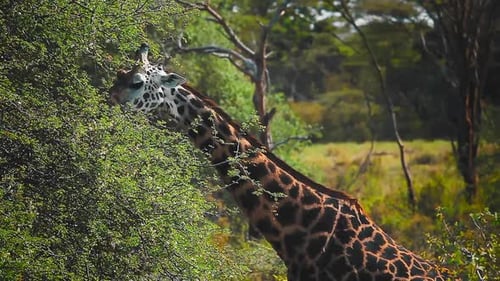 Giraffe in freier Wildbahn. Giraffe (Giraffa) frisst
Blätter in der afrikanischen Savanne