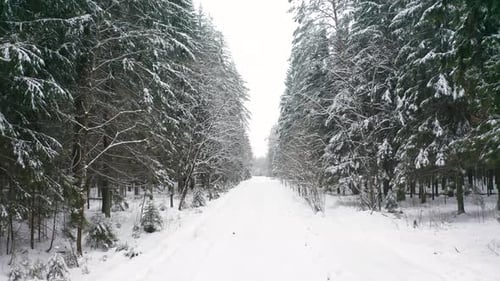 Vue aérienne d'une forêt de pins enneigée en hiver