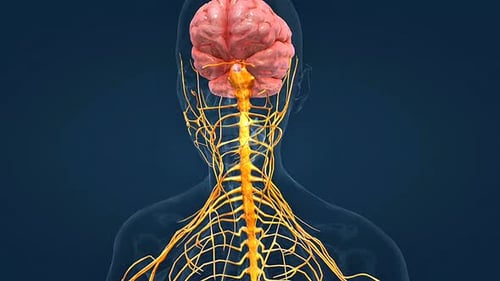 Human Nervous System Anatomy