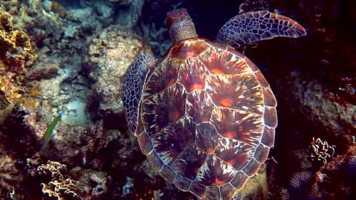 Underwater Shot of Wild Sea Turtle Swimming Among Tropical Corals and Fishes