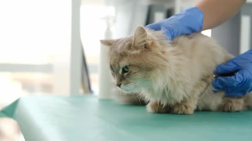 Veterinarian Examining Fluffy Cat with Stethoscope in Clinic