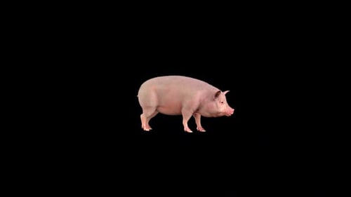 Pig Chew