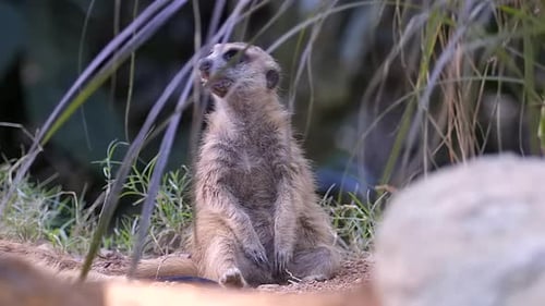 Ein süßes und entzückendes Erdmännchen, das hinter dem Busch sitzt und wandert - Nahaufnahme