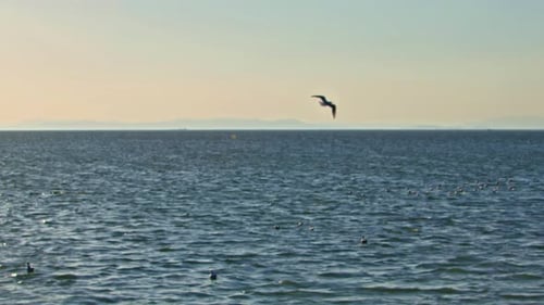 Möwen fliegen am Winternachmittag am Strand 3