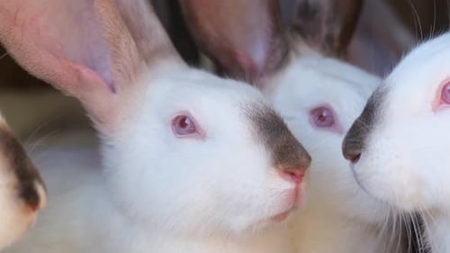 A Group of White Rabbits in a Cage on a Farm