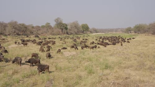 Cape buffalo herd grazing in Kruger National Park savanna landscape, South Africa