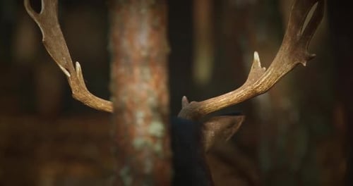 Close Up Of Antlers Of