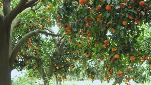 Tangerine garden with ripe tangerine s on the branches on a sunny spring day.