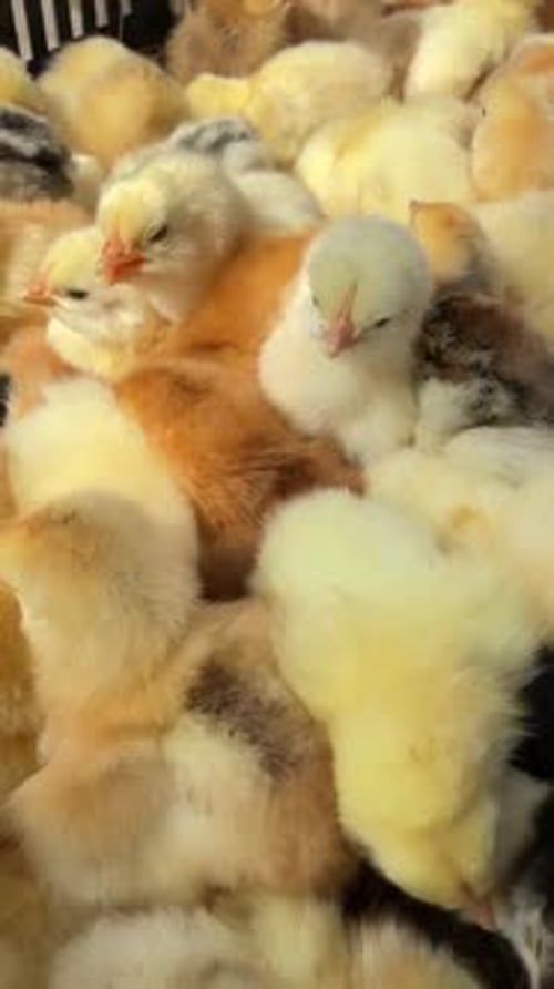 Cute baby chickens huddle together in daylight indoors