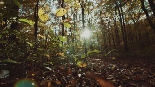 Sunlight Shining Through an Autumnal Forest