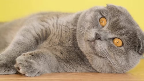 Relaxing Gray Scottish Fold Cat Resting