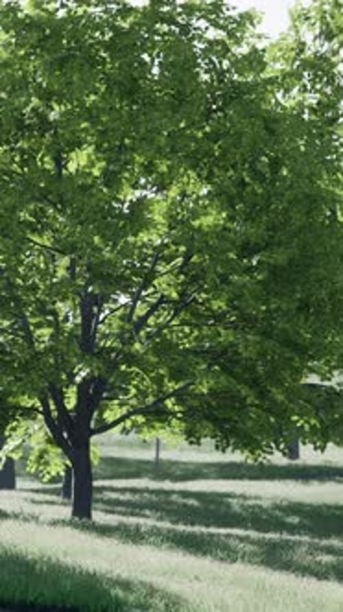 A Serene Landscape with a Group of Trees in a Green Field