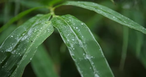 Macro Close Up of Wet Lush Green Leaves with Water Droplets