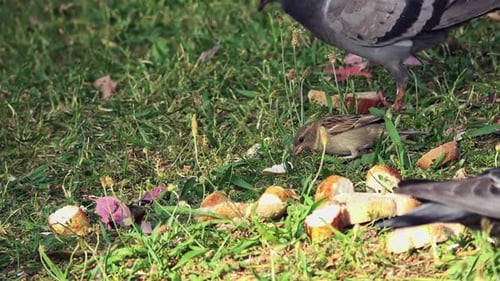 Sparrow and Pigeon Eating Bread on Grass