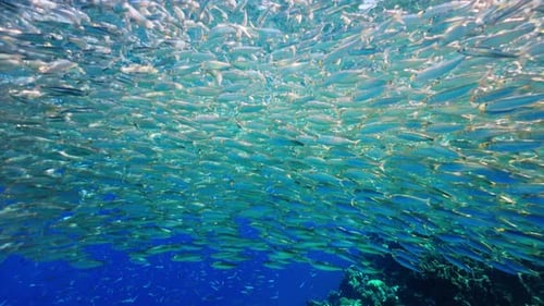 Dense School of Small Fish Forming Dynamic Underwater Pattern in Clear Blue Sea Sunlight Filtering