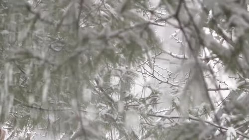 Schnee, der von einem Baum fällt