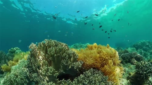 Coral Reef and Tropical Fish Philippines