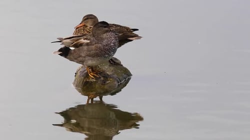 Mallard in spring in Aiguamolls De L Emporda Nature Reserve, Spain
