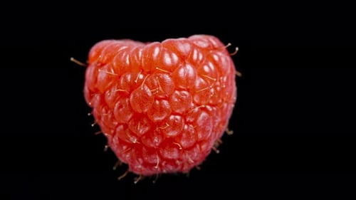 The isolated red raspberry rotates on a black background, looped.