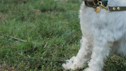 White Dog Resting on Green Grass