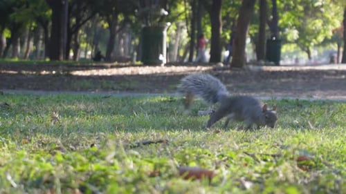 Ein Eichhörnchen, das im Park nach Nahrung sucht