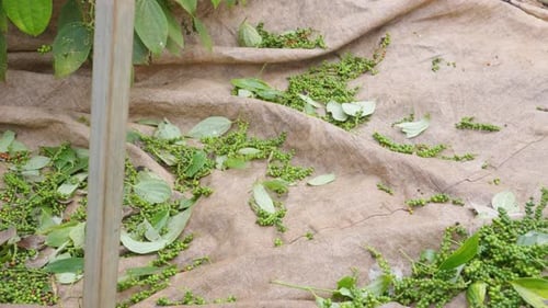 Pepper Peppercorn harvesting background with no people, green fruits or berries falling down