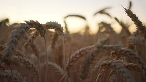 Weizenstiele wehen bei Sonnenaufgang leicht im Wind