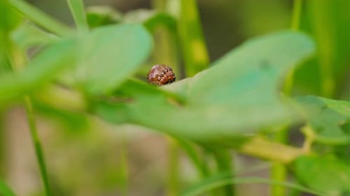 A Larva of the Colorado Potato Beetle is Seen Munching on the Vibrant Green Leaves of Potato Plants