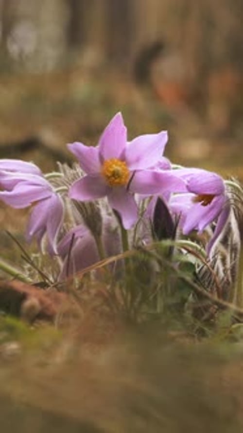 Beautiful Wild Spring Flowers Pulsatilla