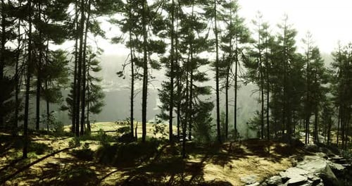 Breathtaking Morning Light Filtering Through a Serene Forest Landscape