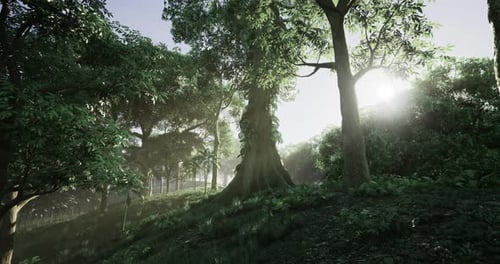 Sunlight Filters Through Lush Trees in a Serene Forest Setting
