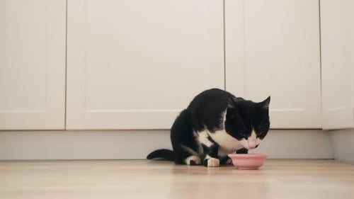 Cat Eating From Bowl