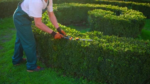Unrecognizable City Landscaper Gardener Trimming Pruning Decorative Bushes Urban Sunny Slow Mo