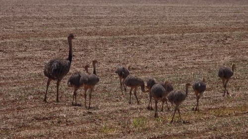 Rhea or Nandu Mother and Babies Foraging on Field