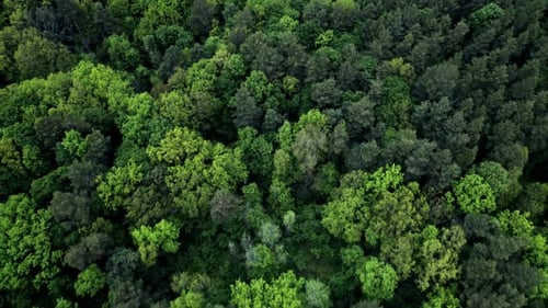 Beautiful panoramic over the tops of forest