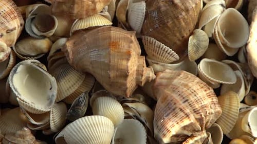 Muscheln am Strand Sommerhintergrund Rapan Shell Beige Lichtfarbe Ästhetischer Minimalismus Natur
