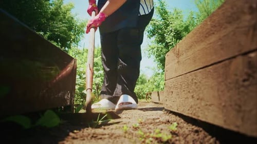 Gardener Using Shovel to Cultivate Soil in a Vibrant Garden Surrounded By Lush Greenery