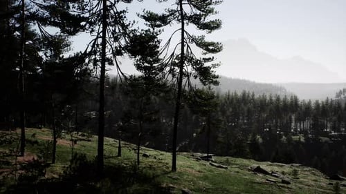 Lush Forest Mountains Nature Landscape Zoom Out