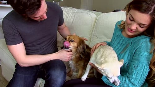 Young Couple Petting Dogs on Couch at Home