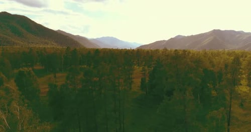 Aerial View Low Flight Above Evergreen Pine Tree Landscape with Endless Mountain Forest at Sunny