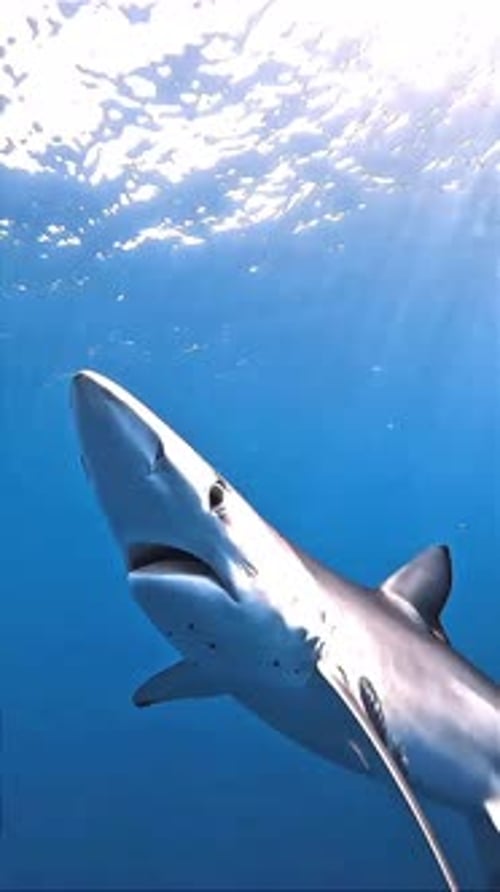Elegant Shark Gliding Through Clear Blue Ocean