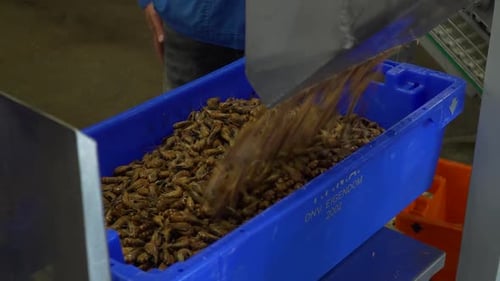 Shrimps Dropping into Blue Crate at Automated Shrimp Sorting