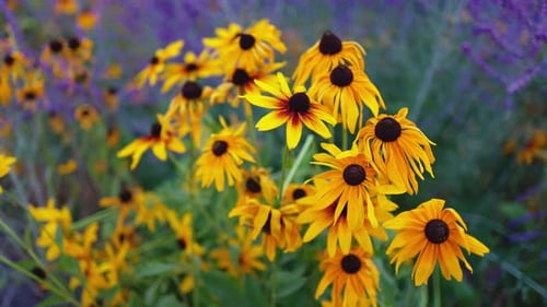 Top view of beautiful yellow daisies and green leaves. Flowers and leaves sway in the wind.