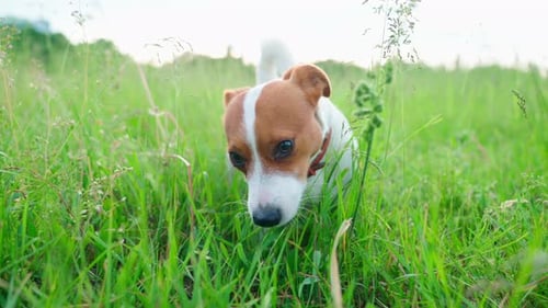 Jack Russell Dog In Grass
