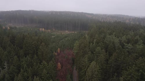 Aerial forward view of a pine tree forest. Footage of lush green forest vegetation on a hilly landsc