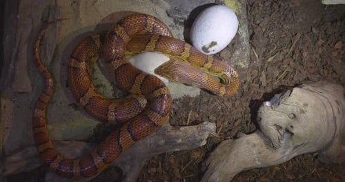 Snake with Egg in Natural Habitat