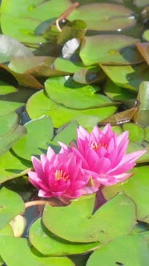 Pink Water Lilies Surrounded by Green Lily Pads
